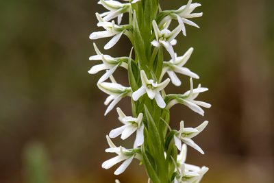 Platanthera elegans