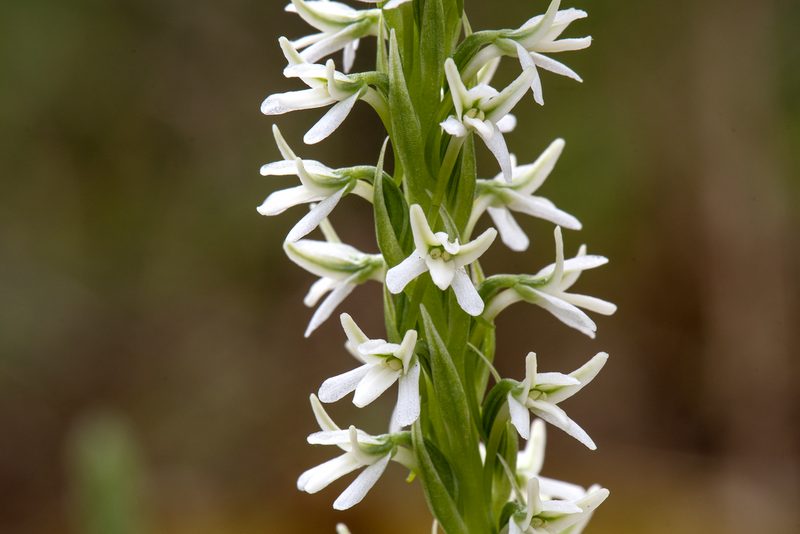 Platanthera elegans, photographed by David Badke