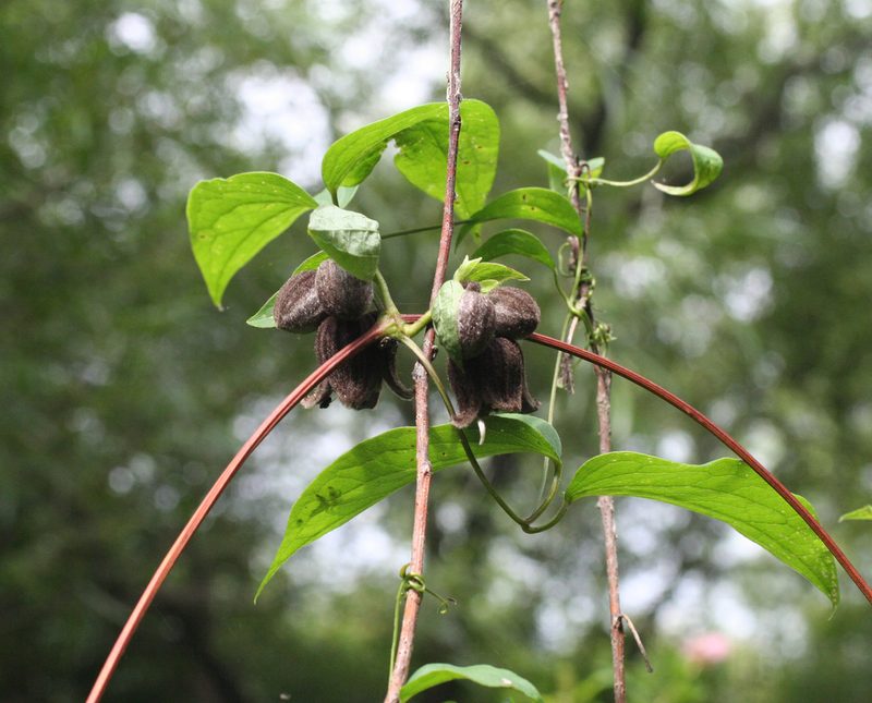 Clematis fusca, photographed by Oleg Kosterin