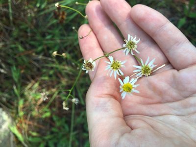Erigeron vernus, photographed by Jessica