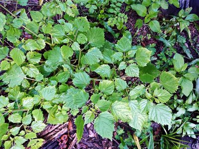 Physalis cordata, photographed by Adam Pitcher