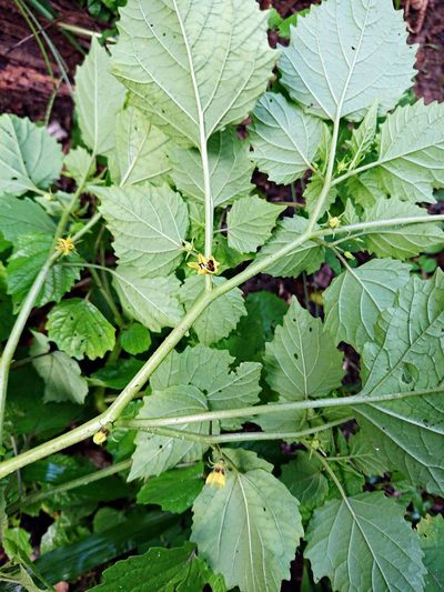 Physalis cordata, photographed by Adam Pitcher