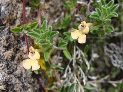Salvia axillaris, photographed by Alexis López Hernández