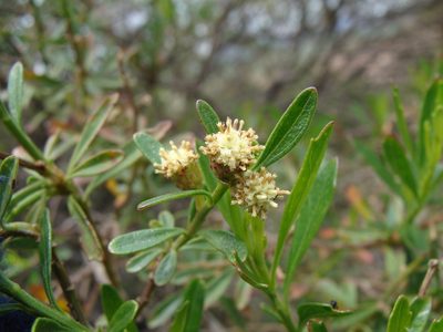 Baccharis heterophylla, photographed by Alexis López Hernández