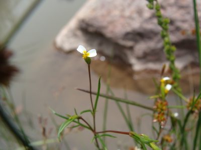 Tagetes micrantha, photographed by Alexis López Hernández