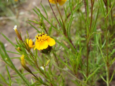 Tridax balbisioides, photographed by Alexis López Hernández