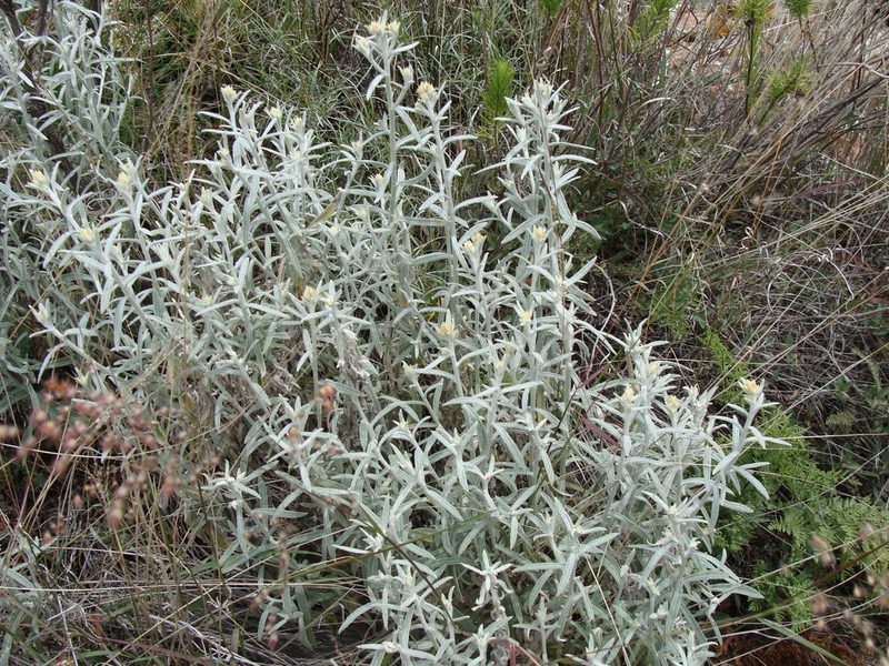 Pseudognaphalium inornatum, photographed by Alexis López Hernández