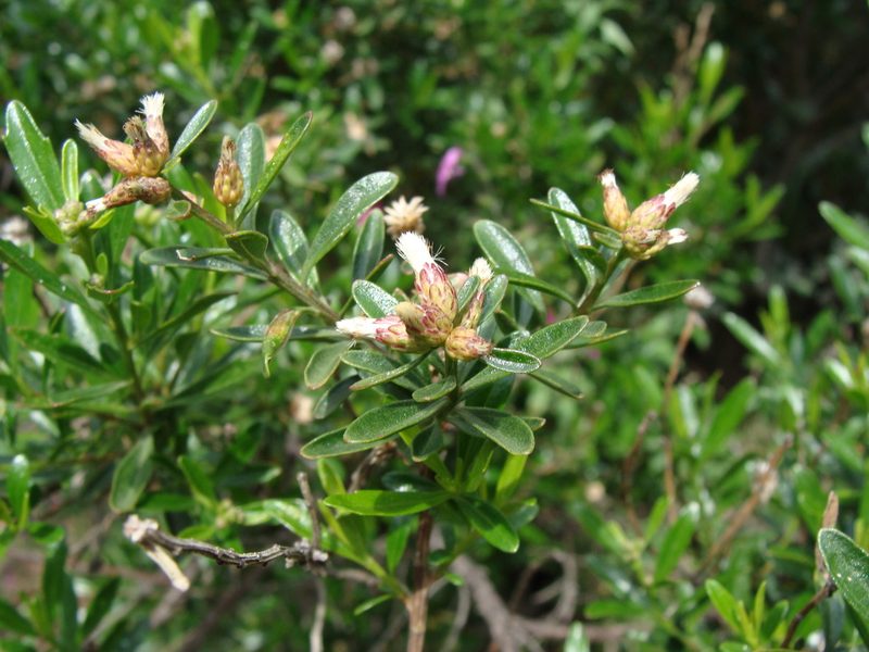 Baccharis heterophylla, photographed by Alexis López Hernández