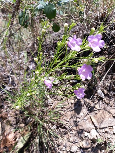 Agalinis aspera, photographed by Karli Cich
