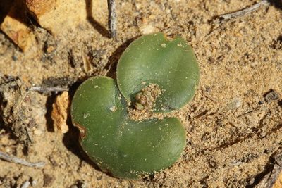 Holothrix aspera, photographed by Cecile Roux