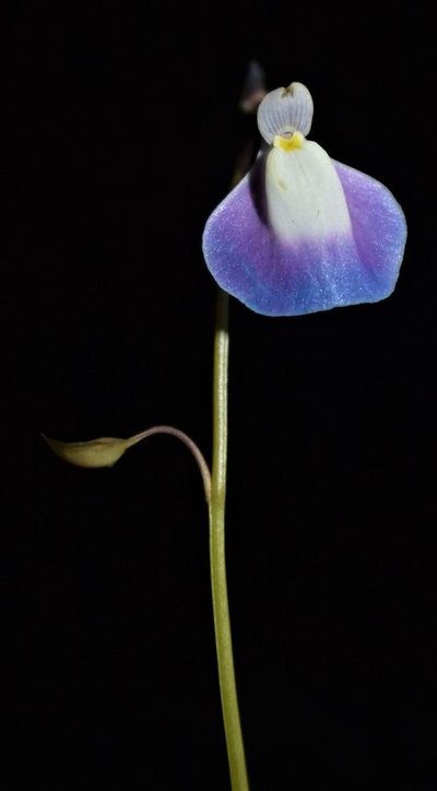Utricularia arcuata, photographed by S.MORE