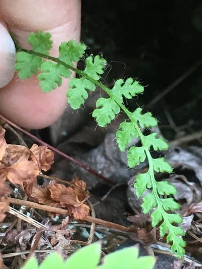 Woodsia alpina, photographed by Rose Zappa