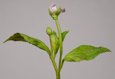 Epilobium parviflorum, photographed by Patrick Hacker