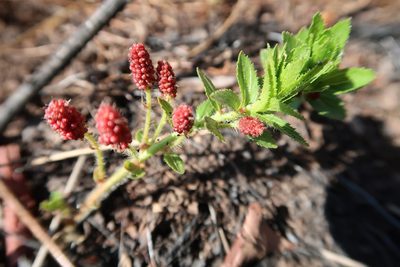 Acalypha peduncularis, photographed by Presha Soogrim