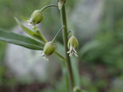 Borodinia canadensis, photographed by Evan M. Raskin