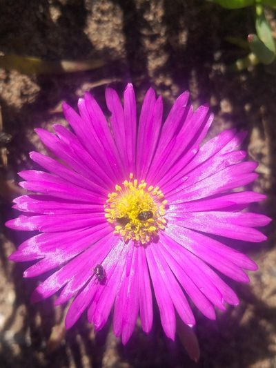 Lampranthus diutinus, photographed by kevin koen