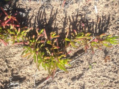 Lampranthus diutinus, photographed by kevin koen