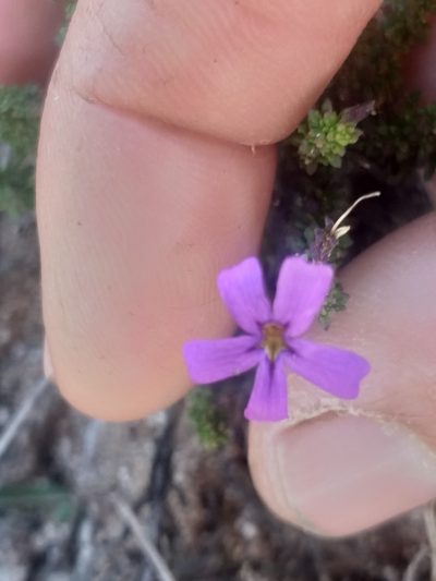 Jamesbrittenia stellata, photographed by kevin koen