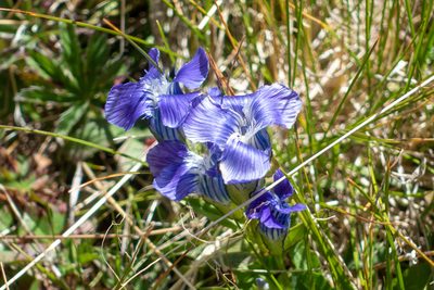 Gentianopsis thermalis, photographed by Bob Walker