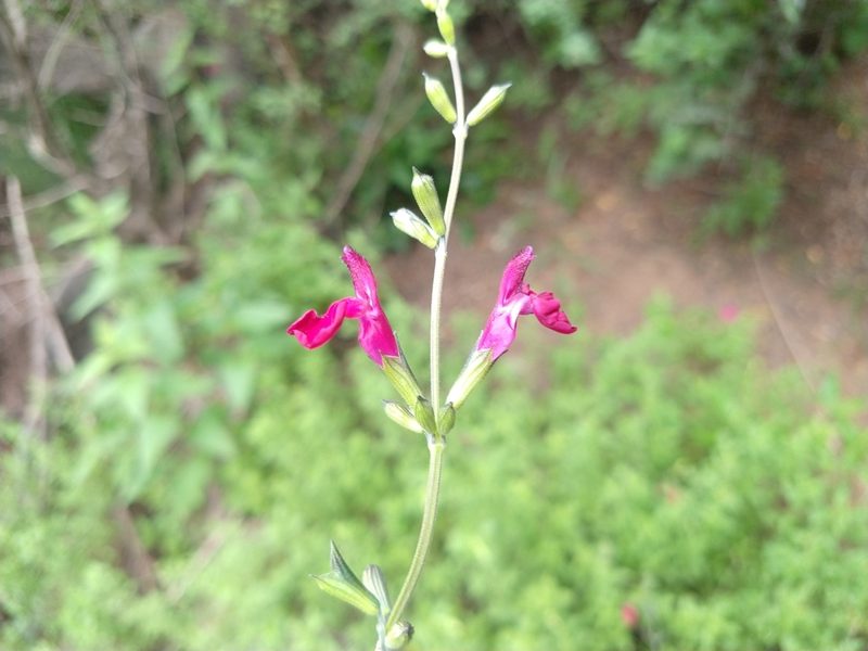 Salvia macellaria, photographed by Alexis López Hernández