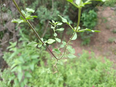 Salvia macellaria, photographed by Alexis López Hernández