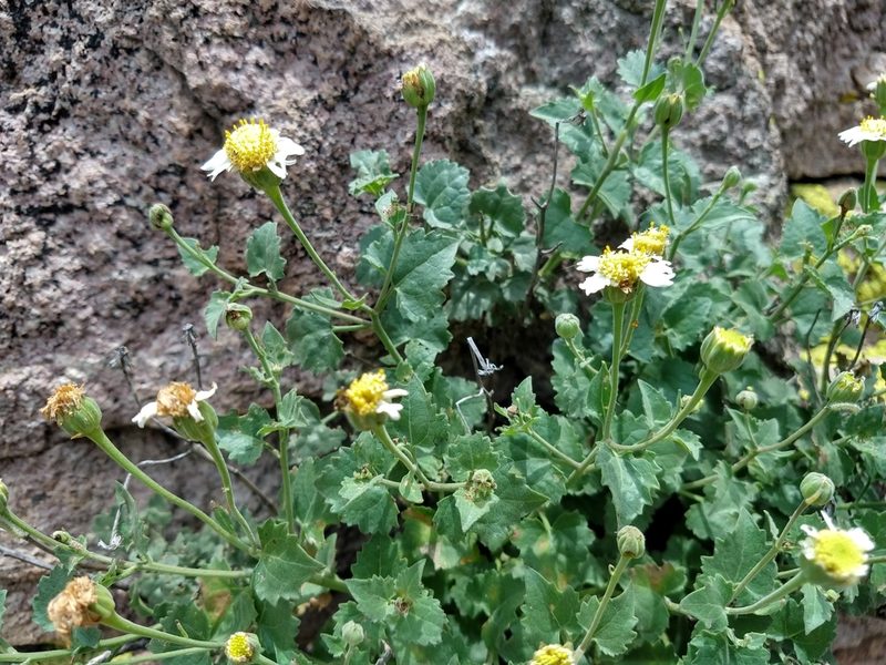 Eutetras palmeri, photographed by Alexis López Hernández
