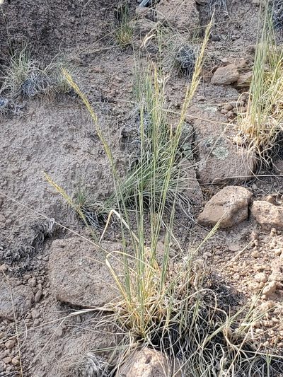 Muhlenbergia montana, photographed by Craig Martin