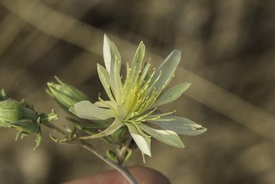 Mentzelia multiflora, photographed by Craig Martin