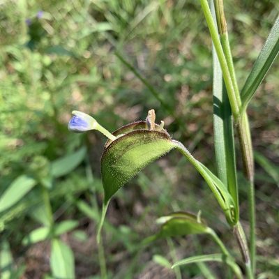 Commelina dianthifolia, photographed by Ethan Wright-Magoon