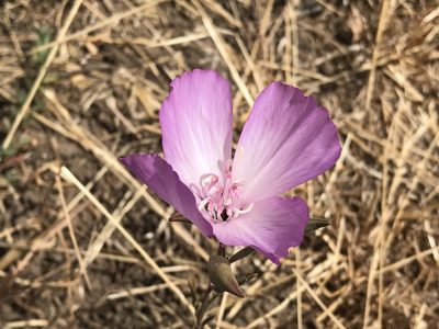 Clarkia amoena, photographed by rappman