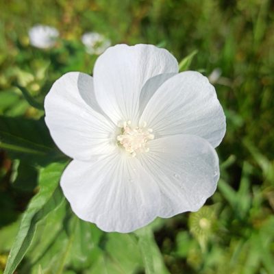 Anoda albiflora, photographed by Juan Carlos Fonseca Mata