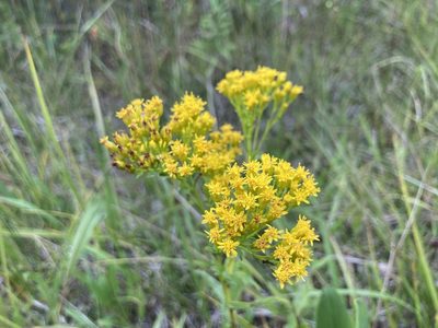 Solidago ohioensis, photographed by Derek
