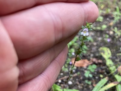 Euphrasia stricta, photographed by Derek