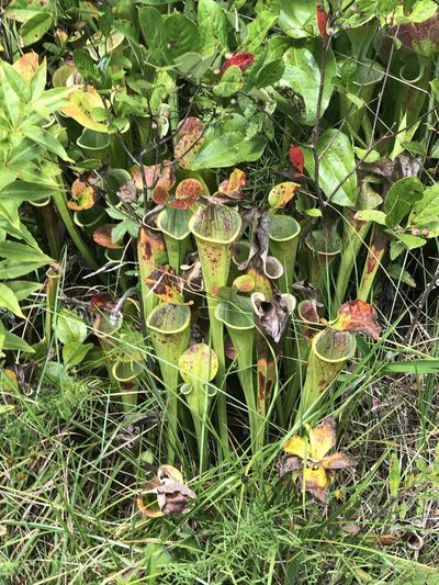 Sarracenia oreophila, photographed by novvictan