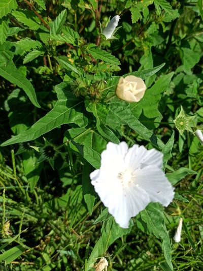 Anoda albiflora, photographed by Juan Carlos Fonseca Mata