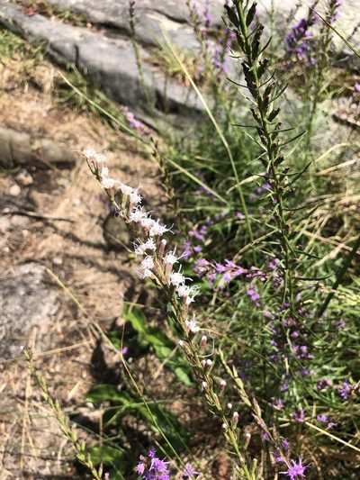 Liatris microcephala, photographed by novvictan