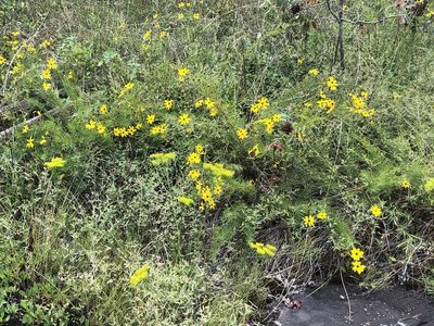 Coreopsis pulchra, photographed by novvictan