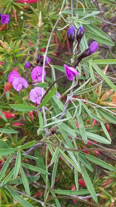 Glycine rubiginosa, photographed by insiderelic