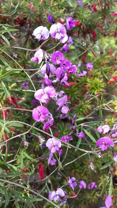 Glycine rubiginosa, photographed by insiderelic