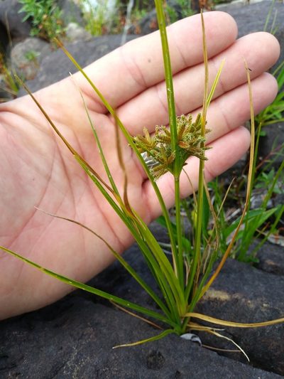 Cyperus dentatus, photographed by Mike Zifkin