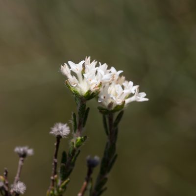 Pimelea phylicoides, photographed by Kym Nicolson