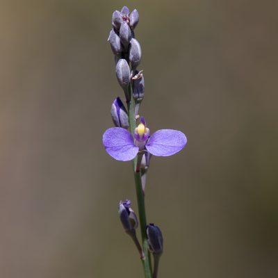 Comesperma calymega, photographed by Kym Nicolson