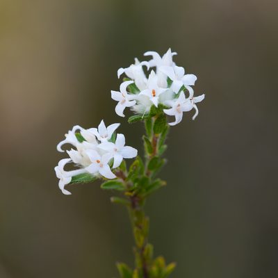 Pimelea phylicoides, photographed by Kym Nicolson