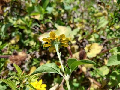 Heliopsis annua, photographed by Alexis López Hernández