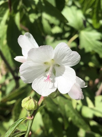 Sidalcea candida, photographed by Jared Shorma