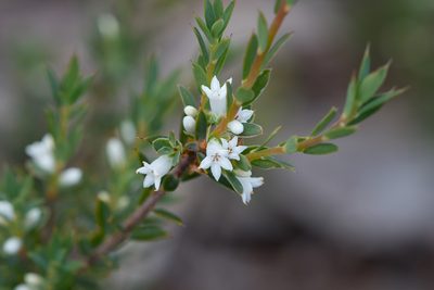 Brachyloma ciliatum, photographed by Kym Nicolson