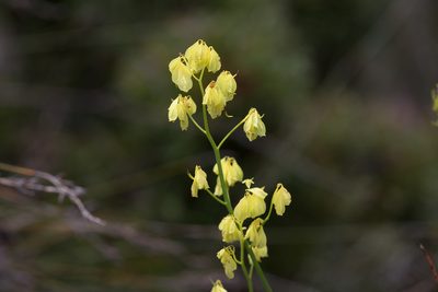 Glischrocaryon behrii, photographed by Kym Nicolson