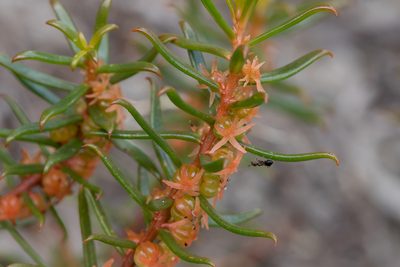 Gyrostemon australasicus, photographed by Kym Nicolson
