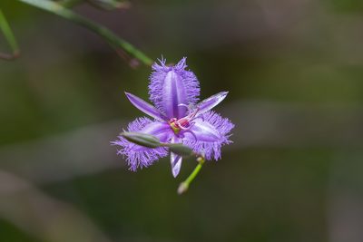 Thysanotus racemoides, photographed by Kym Nicolson