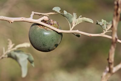 Solanum lycocarpum, photographed by Conrado Pável de Oliveira